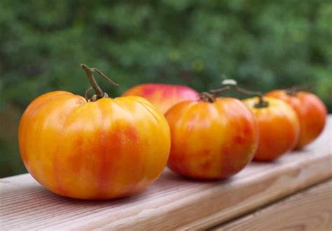 10 Of The Best Tomatoes To Grow In Southern California