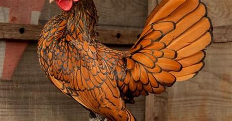 Fancy Chickens For Tuesday Seabright Bantams Album On Imgur
