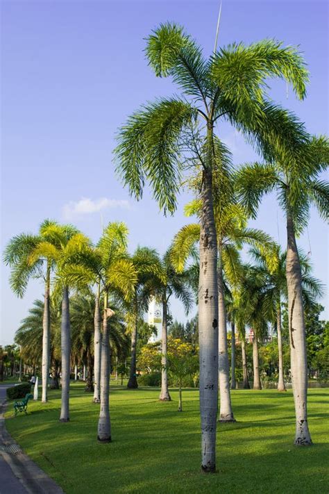 Palm Trees In Garden Stock Image Image Of Green Rest 30353025