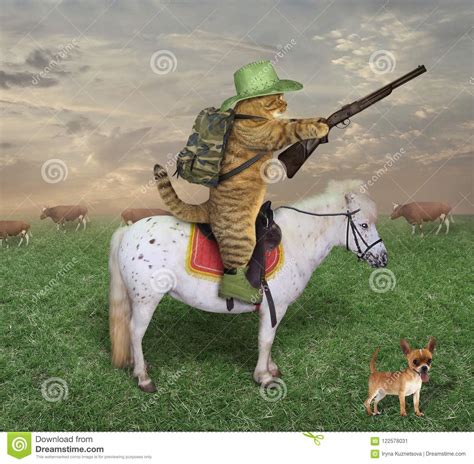 Cat Cowboy With A Rifle On The Ranch Stock Image Image Of Hunter
