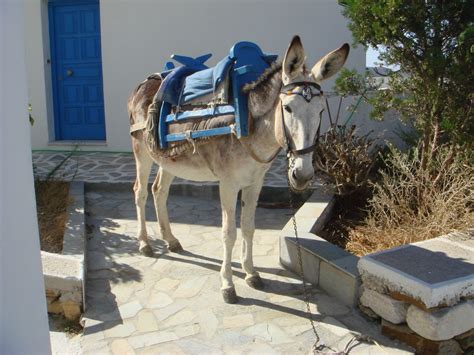 Free Images Vehicle Donkey Mare Greece Carriage Ios Mule Pack