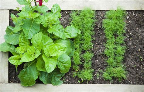 5 Tips For Growing An Organic Vegetable Garden On A Budget