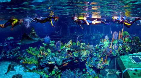Review The Seas Aqua Tour At Epcot Is One Of The Best Disney World
