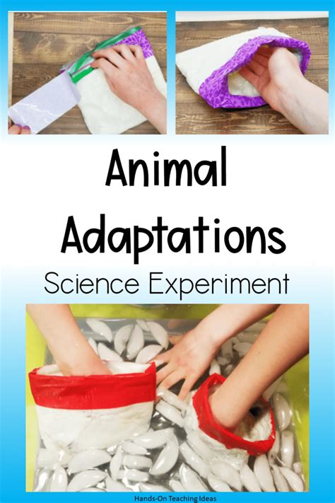 Hands On Science Experiments For Kids About Animal Adaptations