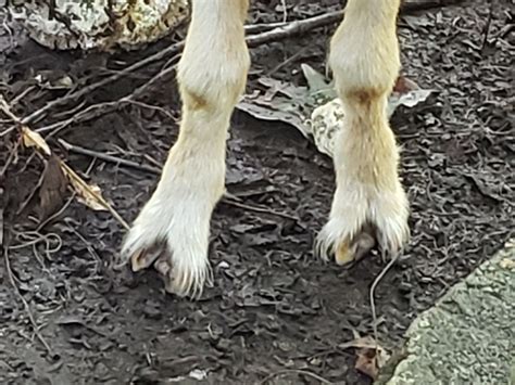 New Goat Feet Look Terrible The Goat Spot Forum
