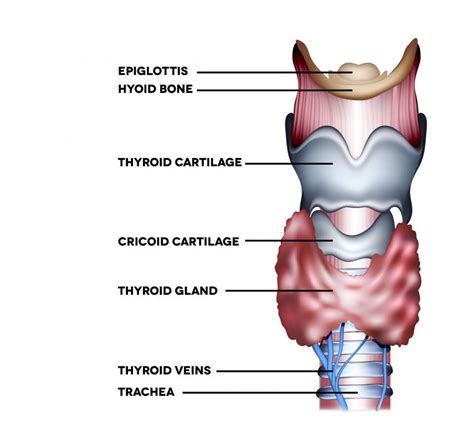 What Is The Thyroid Cartilage With Pictures