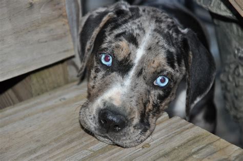 Catahoula Blue Leopard Puppy Catahoula Leopard Dog Louisiana