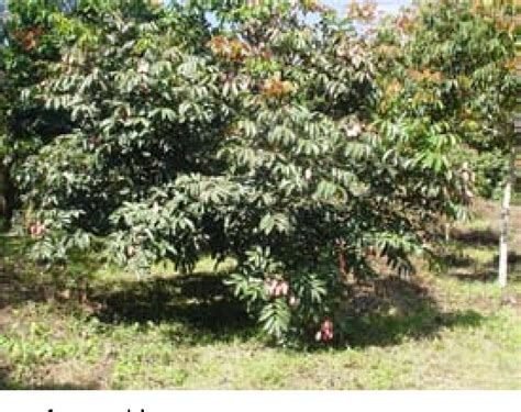 Figure 1 From Beyond Vegetative Propagation Of Indigenous Fruit Trees