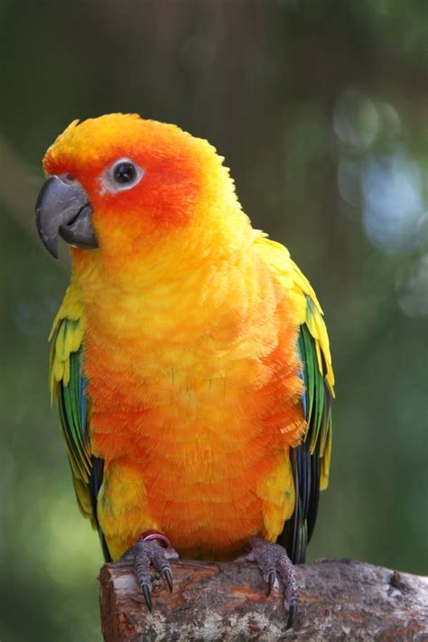 Golden Parrot Wallpaper For 640x960