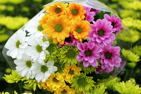 Beautiful And Bright Flowers Chrysanthemum Wallpapers And