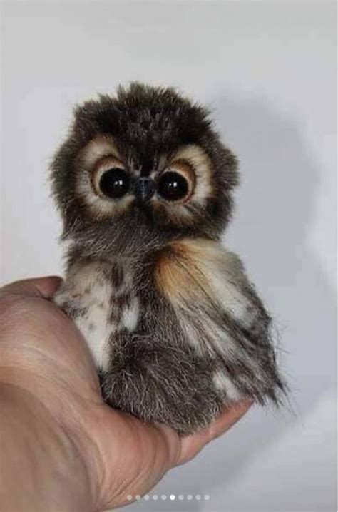 Image Result For Cutest Animal In The World 2018 Cute Baby Owl Baby