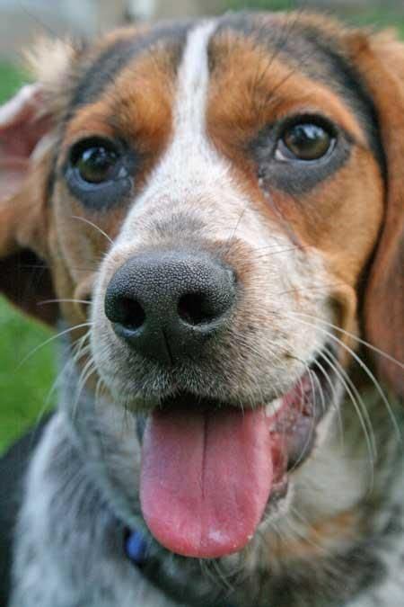 Bluetick coonhound dog / grand bleu de gascogne #hounds #dogs #puppy. blue tick hound photo | Blue Tick Hound Dogs | Animal ...