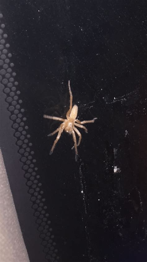 Cheiracanthiidae Prowling Spiders In Houston Texas Texas United States