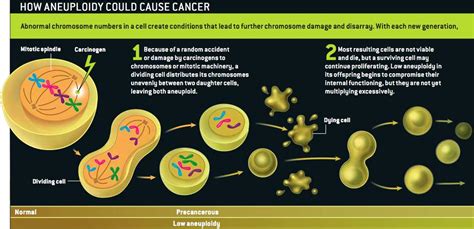 Hipotesis Sobre El Cancer