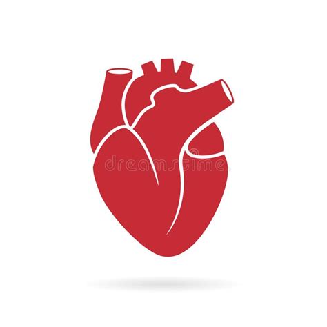 Human Heart Anatomy Stock Vector Illustration Of Internal 38070552