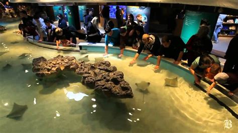 Touch Tanks Lets Visitors Touch Sharks And Rays Youtube