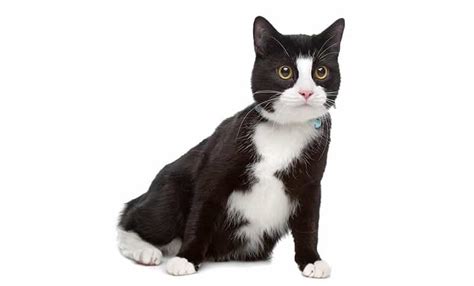 100 Tuxedo Cat Names We Adore Find Cat Names