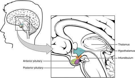 De Hypofyse En De Hypothalamus Anatomie En Fysiologie Ii Home