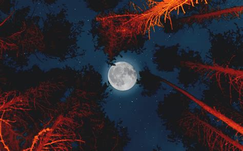 Full Moon Wallpaper 4k Trees Sky View Night Campfire Outdoor