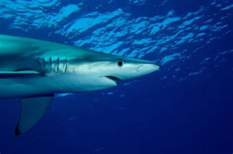 What Do Blue Sharks Eat Understanding Their Diet