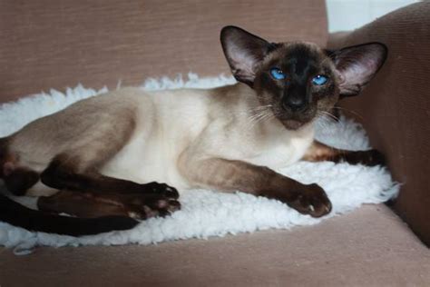 The cost of a siamese cat varies. Siamese cat - all about character, price, breeding and why ...