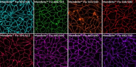 Cell Membrane Fluorescent Dye
