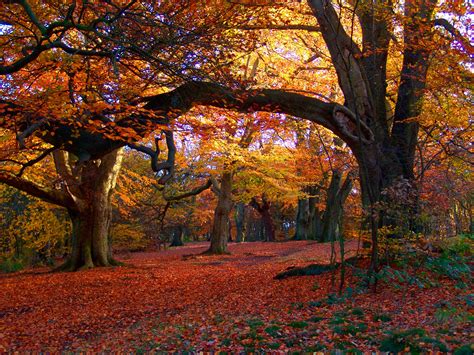 Free Photo Autumn Woods Autumn Dying Grass Free Download Jooinn