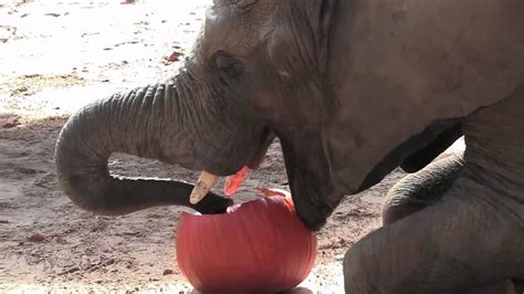 Elephant Pumpkin Smash Youtube
