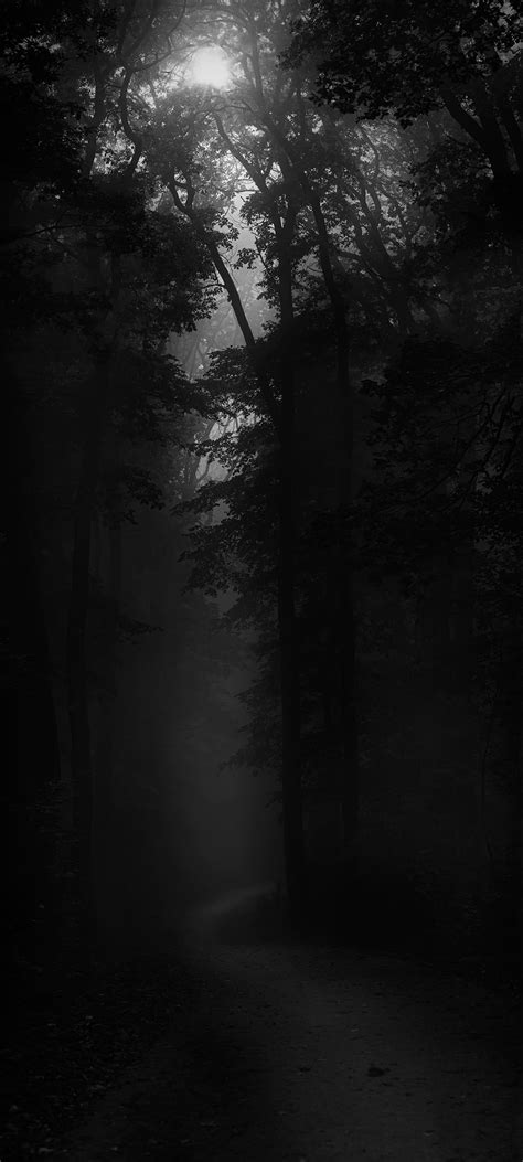 Dark Forest Wallpaper Ixpap