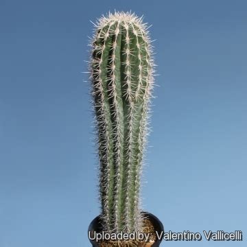 Kaktos = a prickly plant (spanish artichoke) from sicily. Pilocereus pringlei