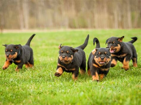 The rottweiler can be a very fun loving dog, however he is very powerful and can be serious at times. Rottweiler: Alle Infos und Tipps zur Rasse
