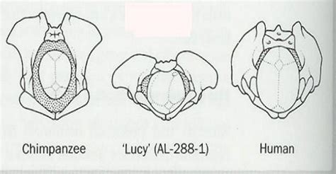 Pelvis Picture Taken From The Cambridge Encyclopedia Of Human