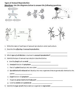 Types Of Asexual Reproduction Review B By Paulina Reece TpT