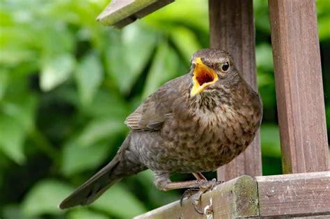 The Thrush Spirit Animal Ultimate Guide Meanings And Symbolism