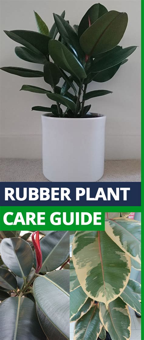 How To Care For Rubber Tree Plant Yuppa