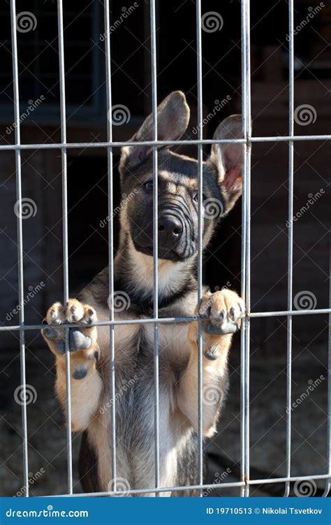 Puppy In The Dog Pound Stock Image Image Of Adoption 19710513