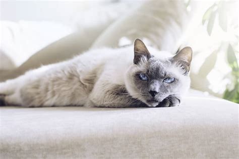 Are Siamese Cats Smarter Than Other Cats
