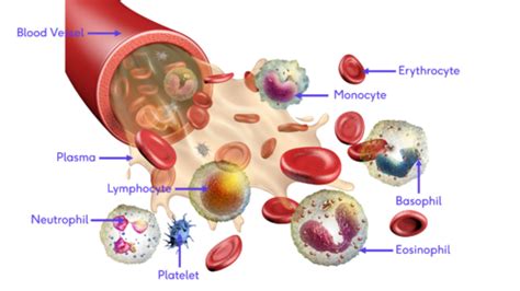 Leukocytes Physiopedia
