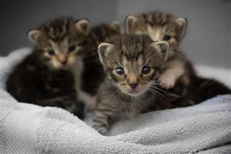 Close Up Of Several Tabby Kittens Free Photo Rawpixel