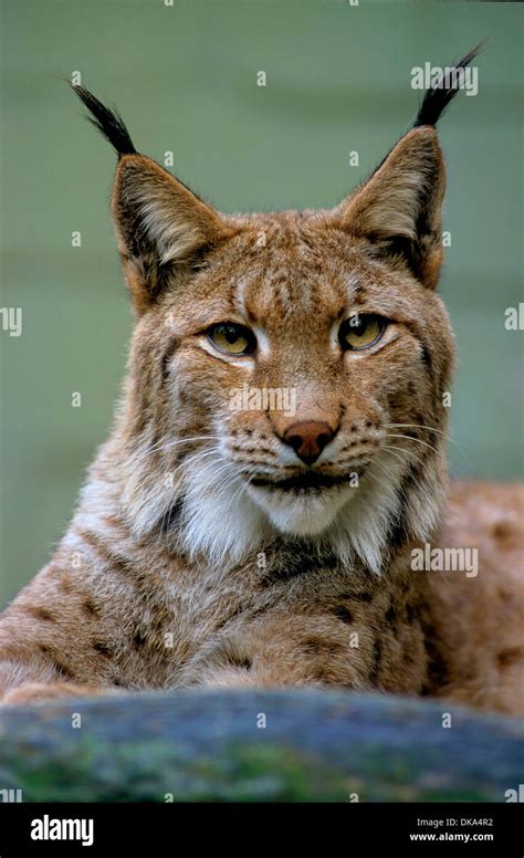 Eurasian Lynx Lynx Lynx Europäischer Luchs Eurasischer Luchs Lynx