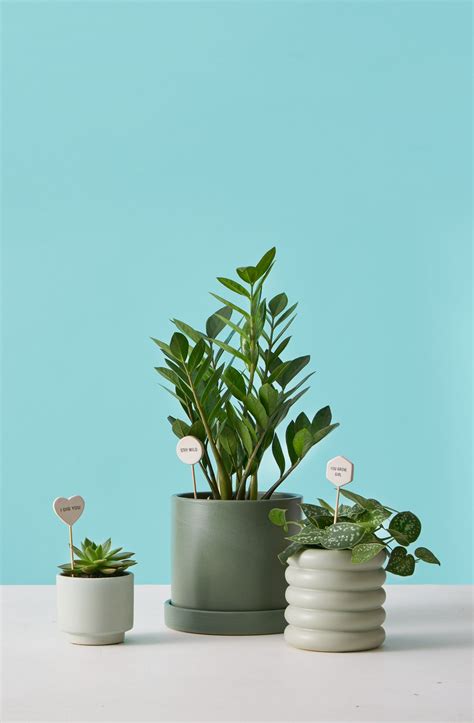 Indoor Potted Plants Delivered To Your Door The Sill Plants Plants Delivered