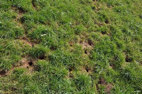 Holes In Yard Causes And How To Repair Your Lawn