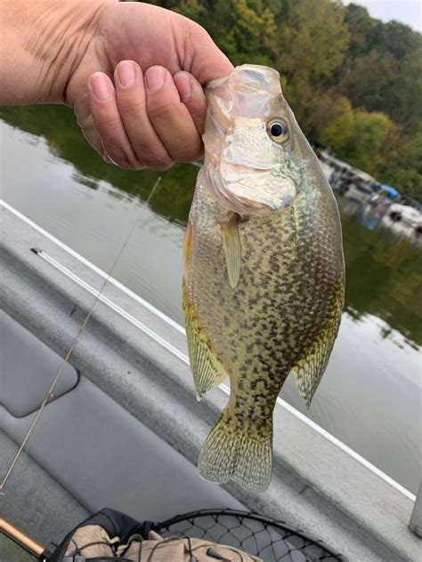Easy Fishing Tips For Catching Massive Fall Crappie Premier Angler