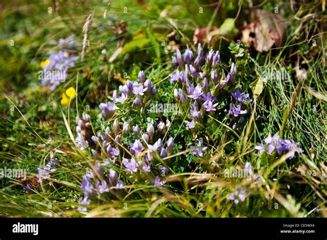 Wild Flowers In The Dolomite Alps Italy Europe Stock Photo Alamy