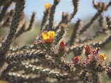 Buckhorn Cholla Cactus Arizona Desert Photograph by Marianne Campolongo ...