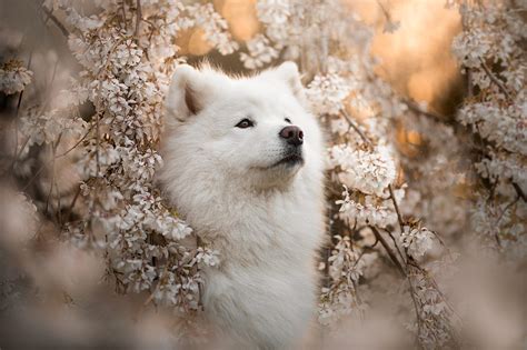 110 Samoyed Hd Wallpapers And Backgrounds