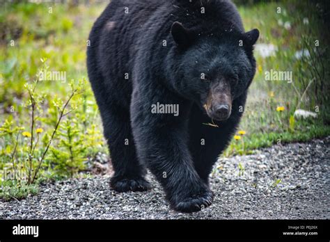Up Close With Black Bear In Jasper National Park Canada Stock Photo Alamy