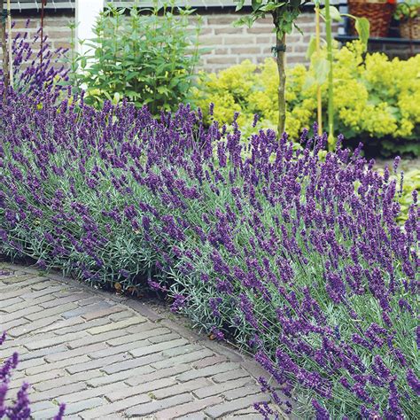 Lavender Hidcote Hedge Lavandula Angustifolia Hidcote Mail