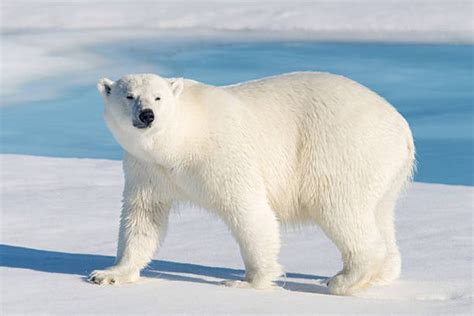 Does A Polar Bear Have A Tail Quora