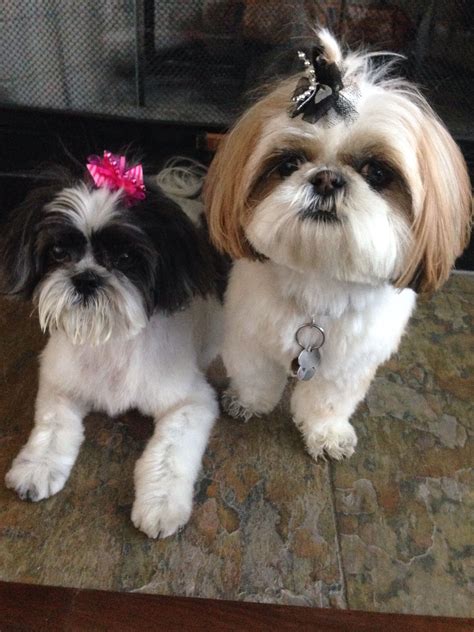 Fashion shouldn't just be reserved for humans. Pepper & Chloe with their hair bows | Shih tzu dog, Shitzu ...